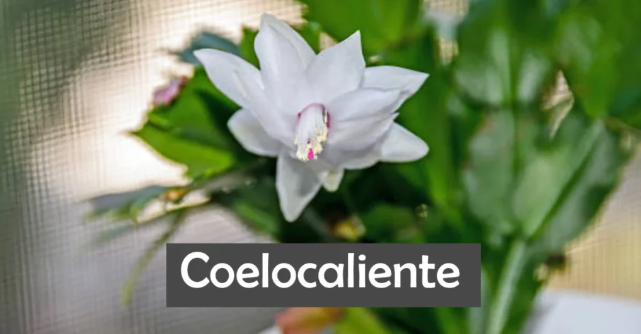 coelo caliente