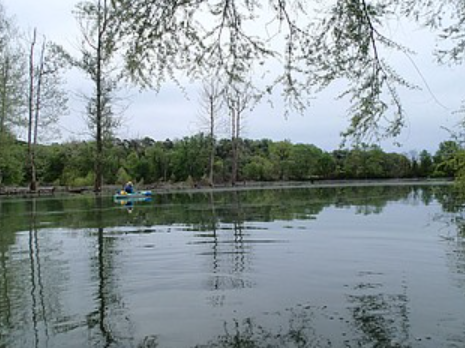 Beaver Lake Level
